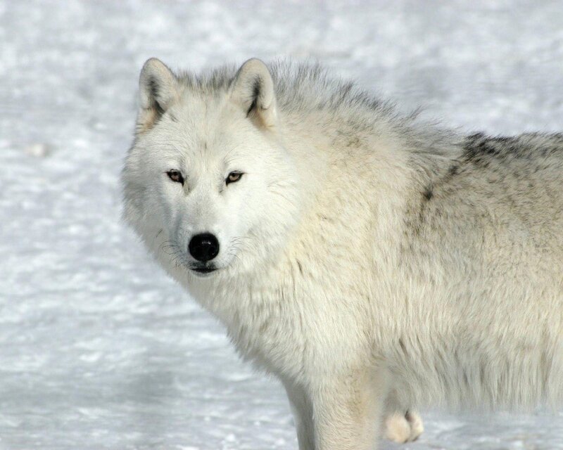 white wolf in snow