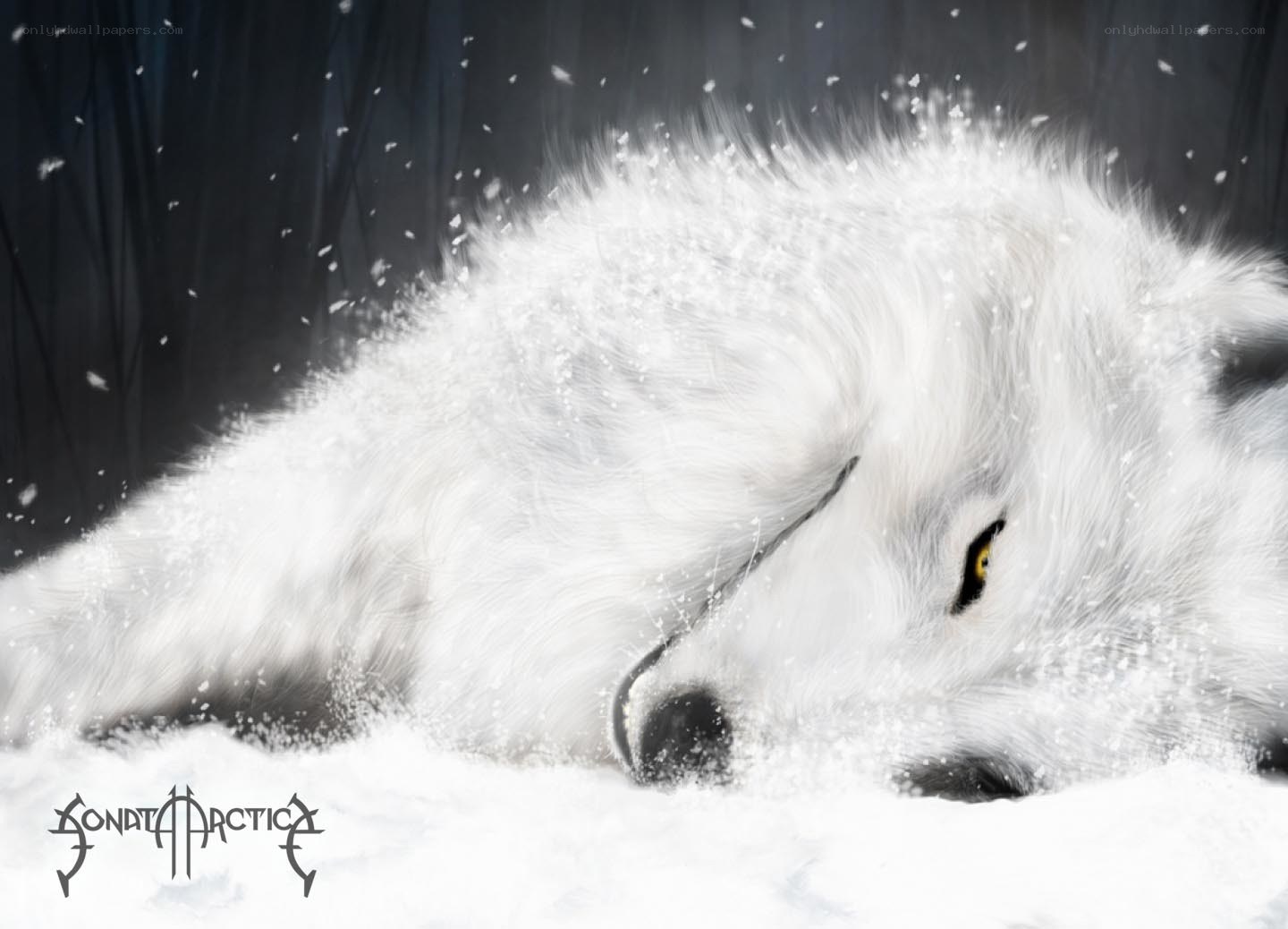 white wolf in snow