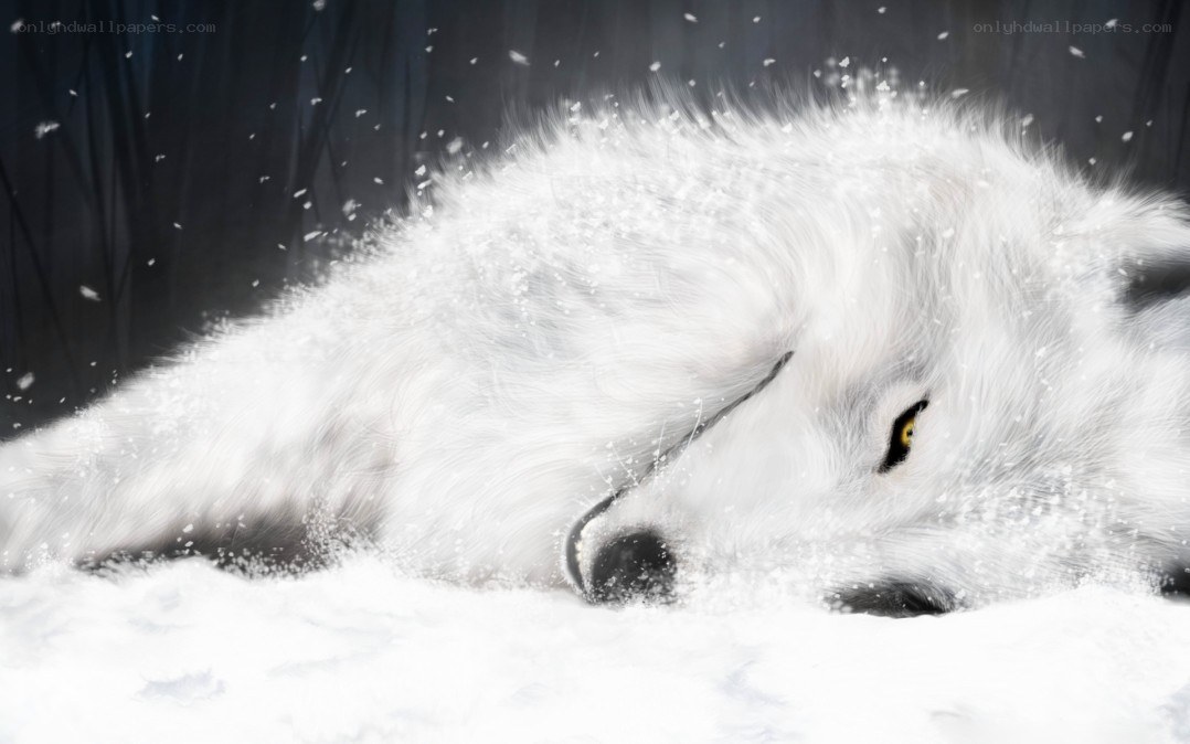 white wolf in snow