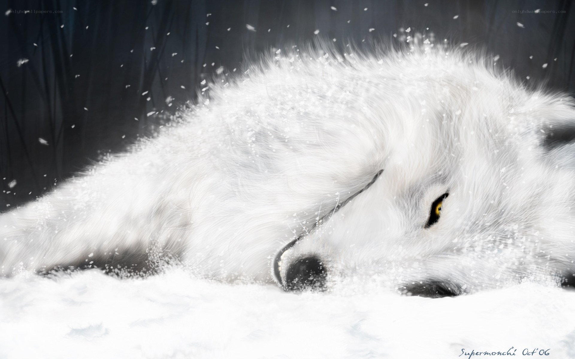 white wolf in snow