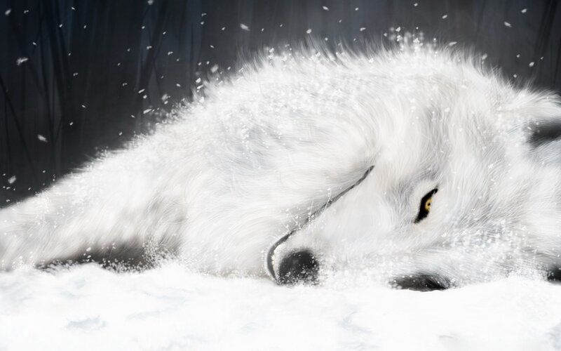 white wolf in snow