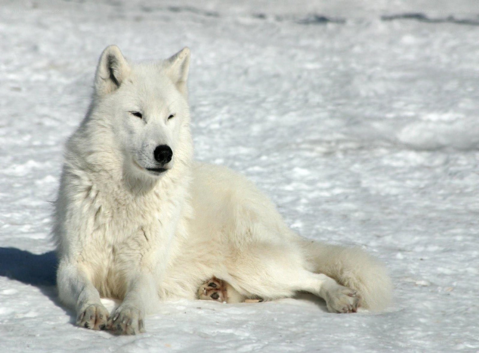 white wolf in snow