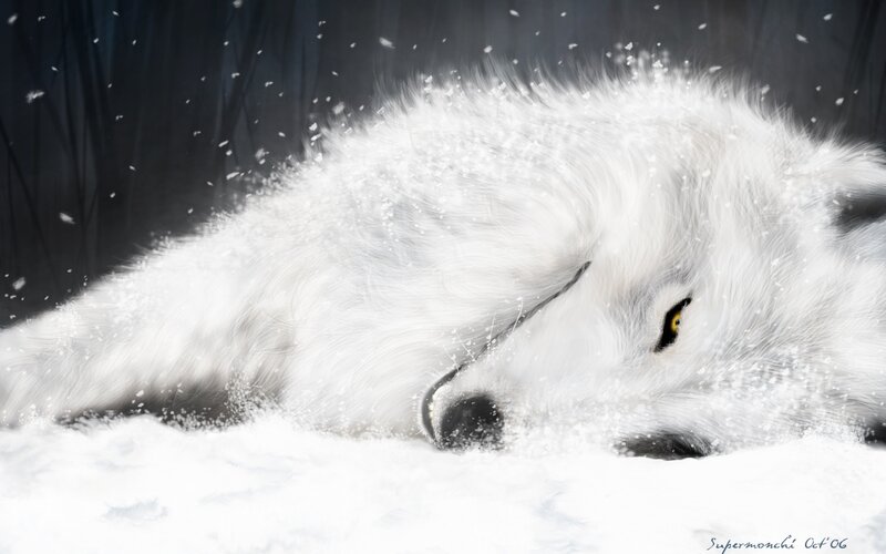 white wolf in snow