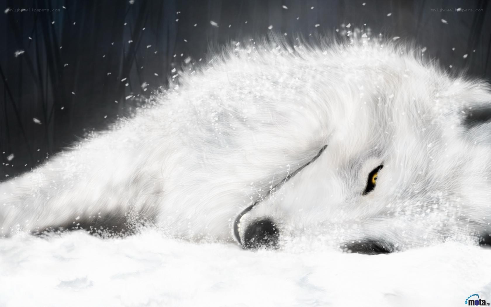 white wolf in snow