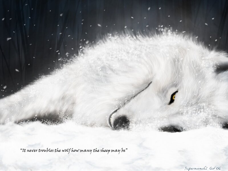 white wolf in snow