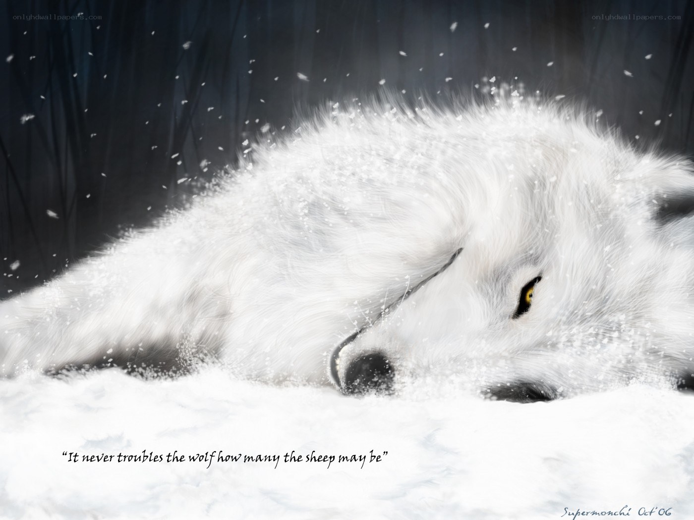 white wolf in snow