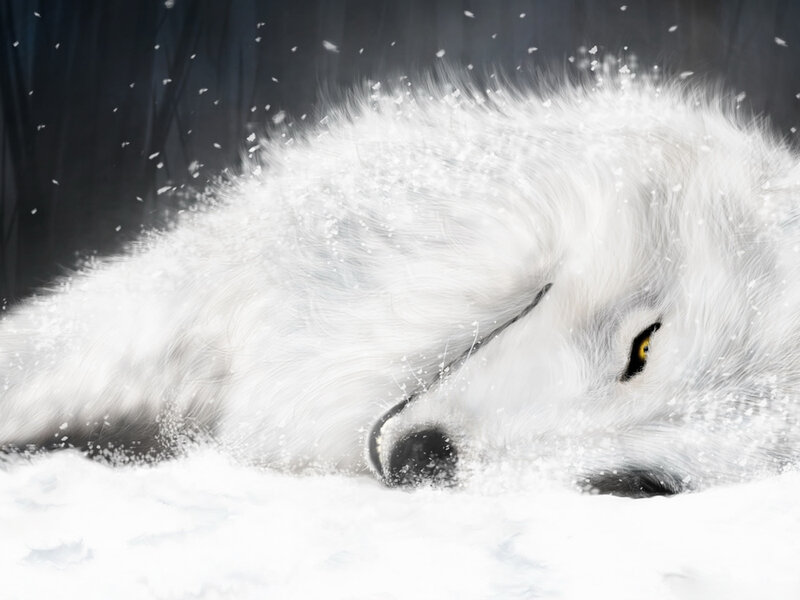 white wolf in snow