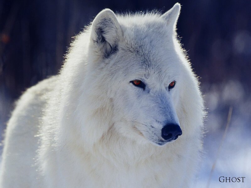 white wolf in snow