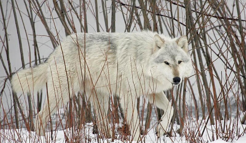 White Wolf in Snow — Alert, Winter, Photograph, Bushes