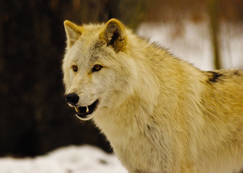 White Wolf in Snow — Alert, Winter, Photograph, Forest