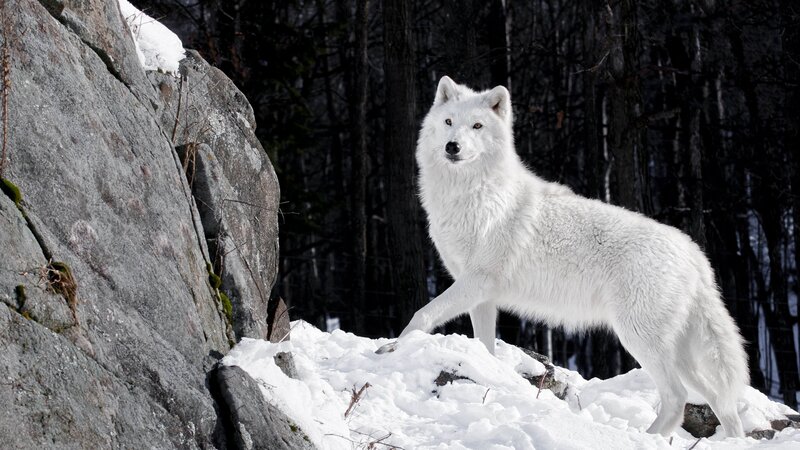 White Wolf in Snow — Alert, Winter, Photograph, Rocks, Forest