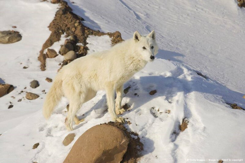 White Wolf in Snow — Alert, Winter, Photograph, Rocks, Mountain