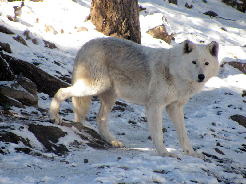 White Wolf in Snow — Alert, Winter, Photograph, Rocks