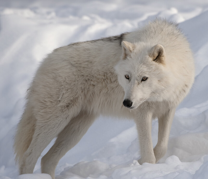 White Wolf in Snow — Alert, Winter, Photograph