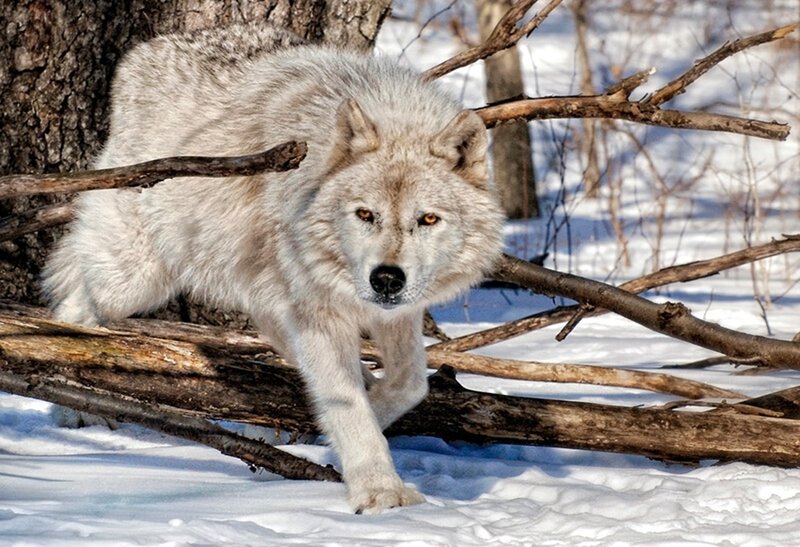 White Wolf in Snow — Alert, Winter, Photograph, Tree, Branches, Brown
