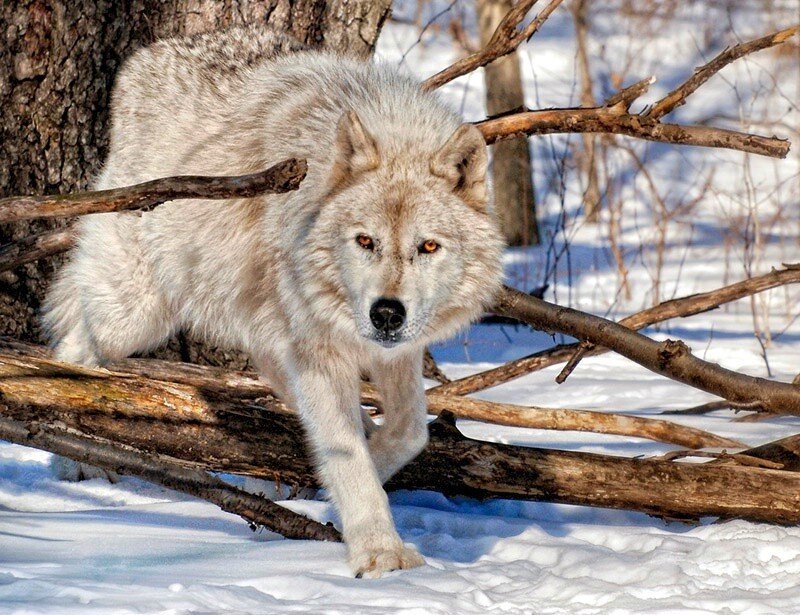 White Wolf in Snow — Alert, Winter, Photograph, Tree, Branches