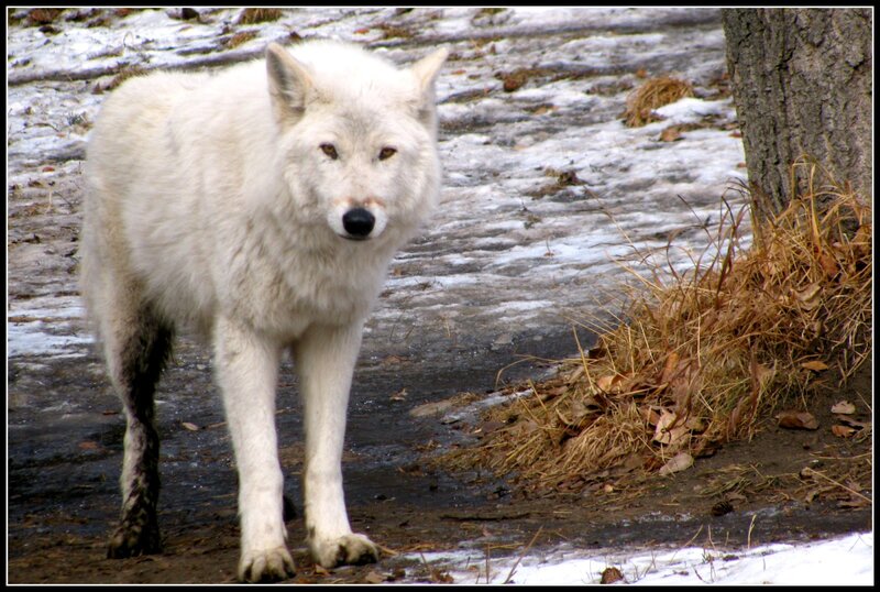 White Wolf in Snow — Alert, Winter, Photograph, Tree, Dry Grass