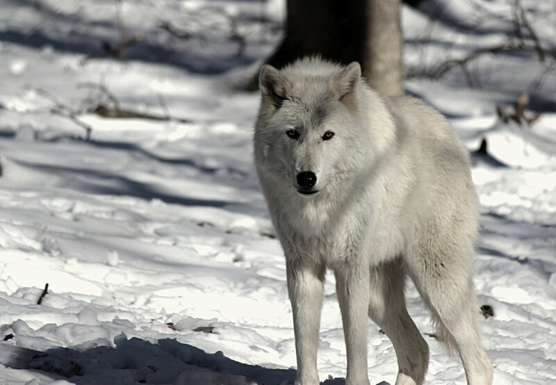 White Wolf in Snow — Alert, Winter, Photograph, Tree, Forest