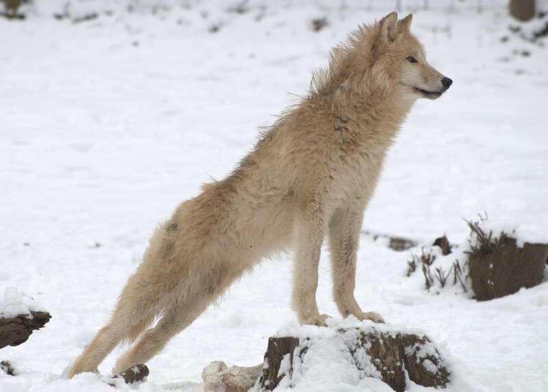 White Wolf in Snow — Alert, Winter, Photograph, Tree Stump