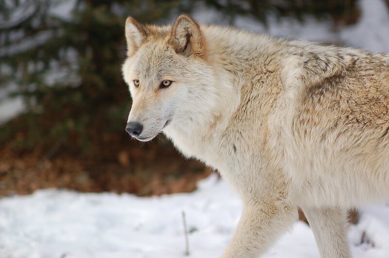 White Wolf in Snow — Alert, Winter, Photograph, Tree
