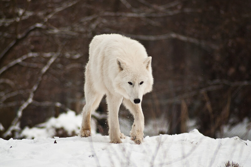 White Wolf in Snow — Alert, Winter, Photograph, Trees, Forest