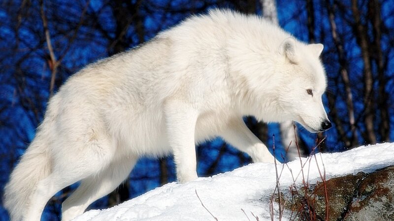 White Wolf in Snow — Alert, Winter, Photograph, Trees, Rock