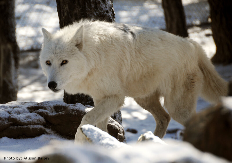 White Wolf in Snow — Alert, Winter, Photograph, Trees, Rocks