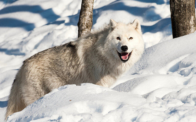 White Wolf in Snow — Alert, Winter, Photograph, Trees, Sunlight