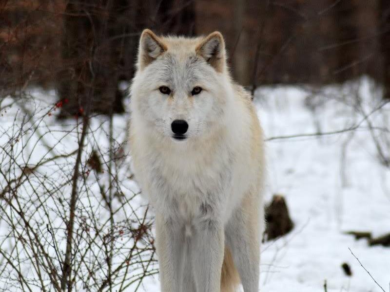 White Wolf in Snow — Alert, Winter, Photograph, Trees