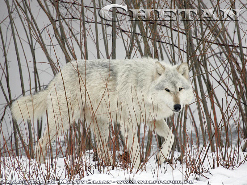 White Wolf in Snow — Alert, Winter