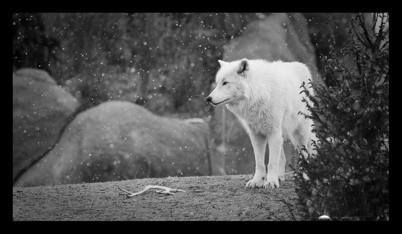 White Wolf in Snow — Black, Calm