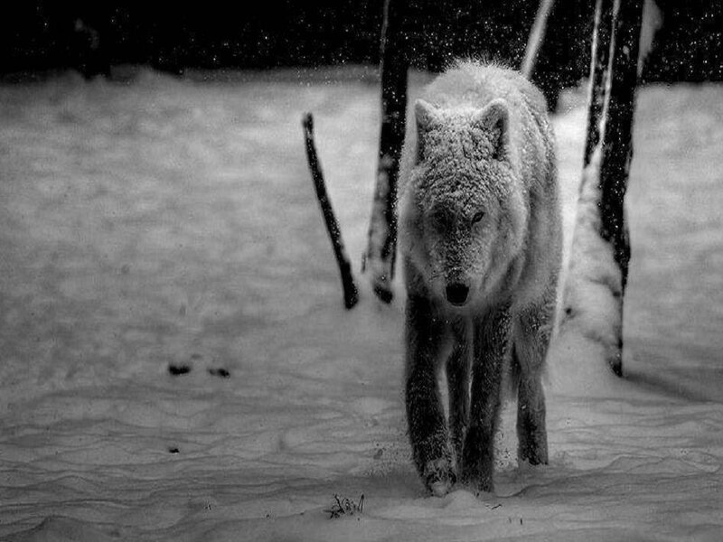 White Wolf in Snow — Black, Dramatic