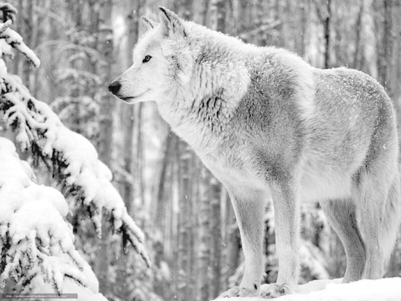 White Wolf in Snow — Black, Serene