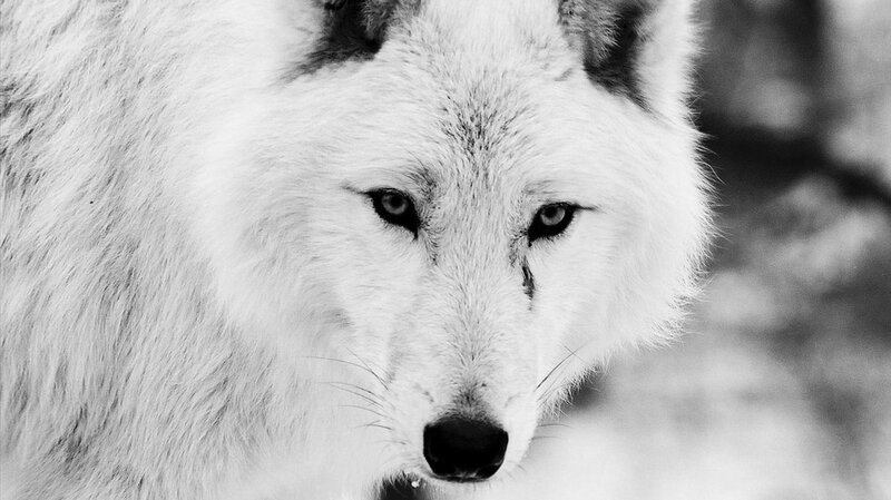 White Wolf in Snow — Black