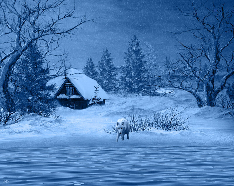 White Wolf in Snow — Blue, Cold