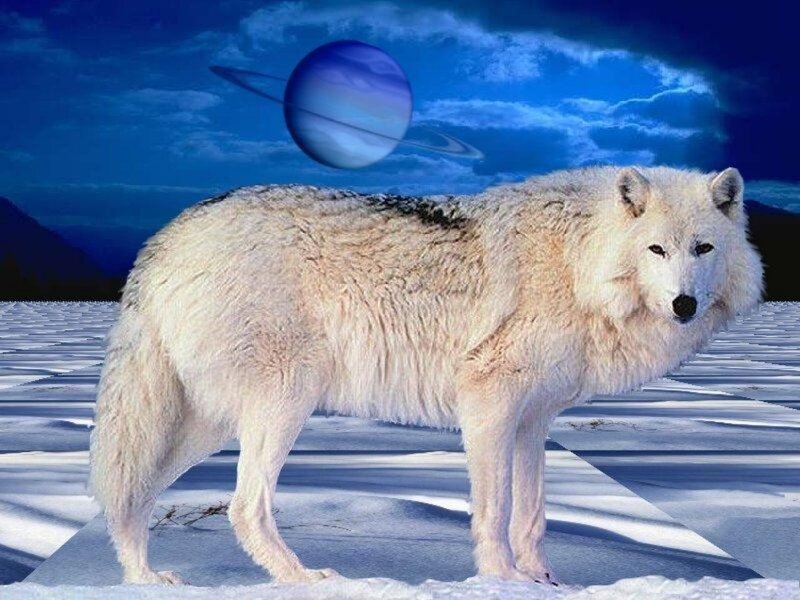 White Wolf in Snow — Blue, Dramatic