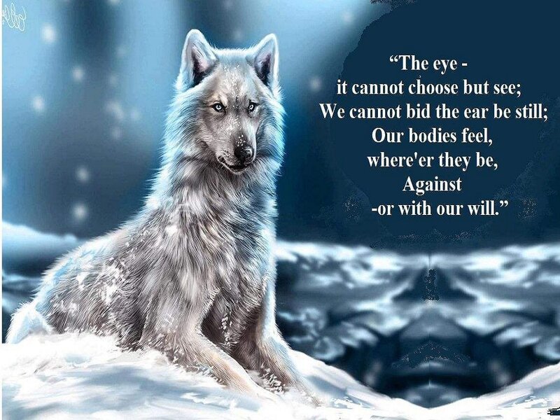 White Wolf in Snow — Blue, Dramatic, Winter