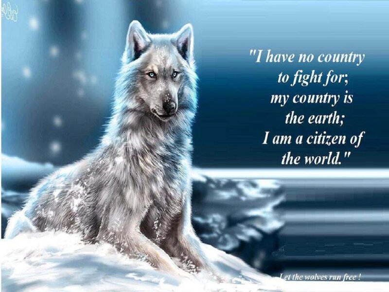 White Wolf in Snow — Blue, Serene, Winter