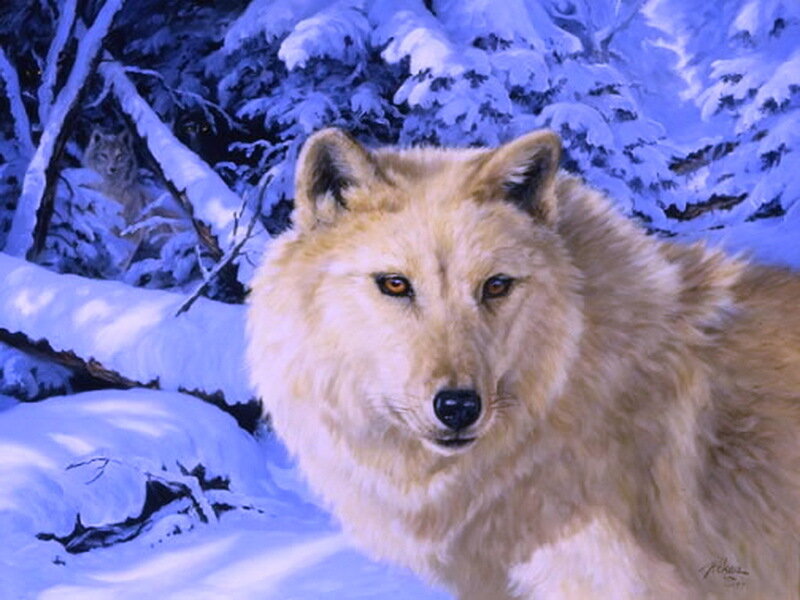 White Wolf in Snow — Blue