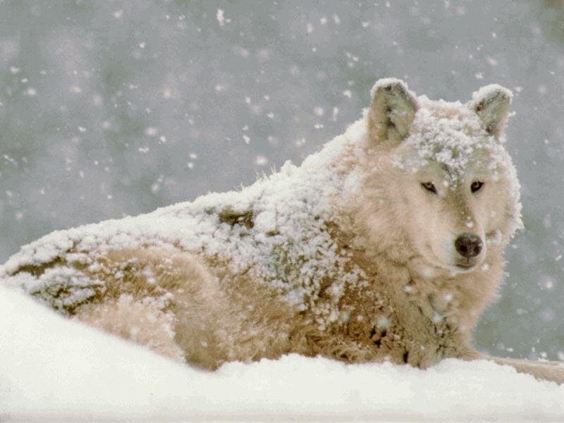 White Wolf in Snow — Calm, Gray