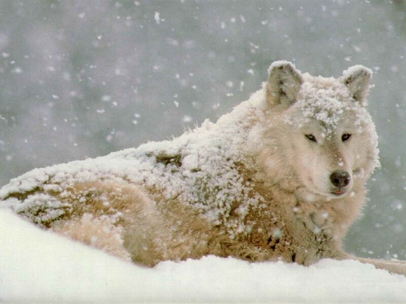 White Wolf in Snow — Calm, Photograph