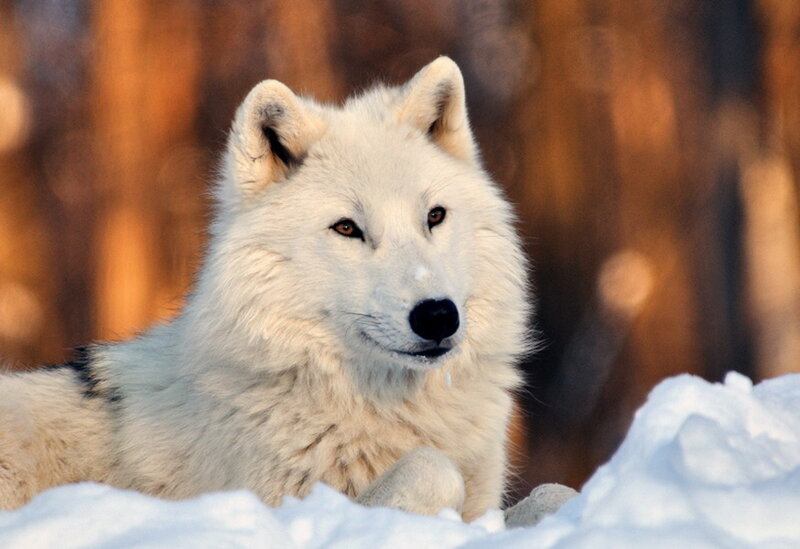 White Wolf in Snow — Calm