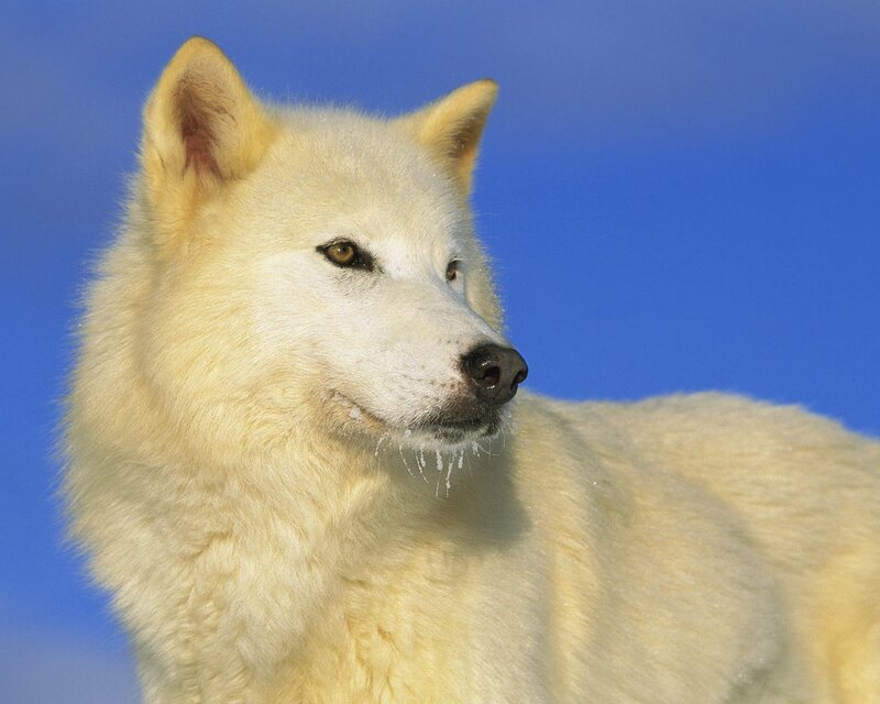 White Wolf in Snow — Calm, Winter, Photograph, Blue Sky