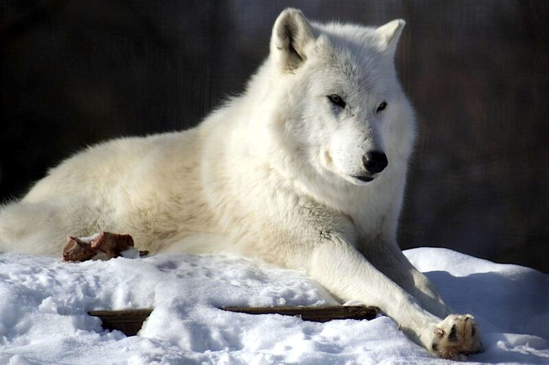 White Wolf in Snow — Calm, Winter, Photograph, Bone