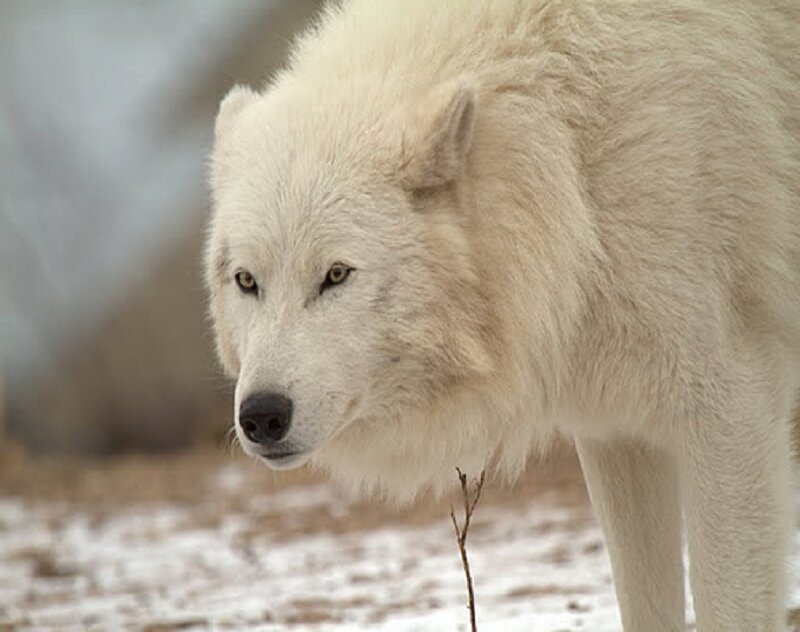 White Wolf in Snow — Calm, Winter, Photograph, Branch