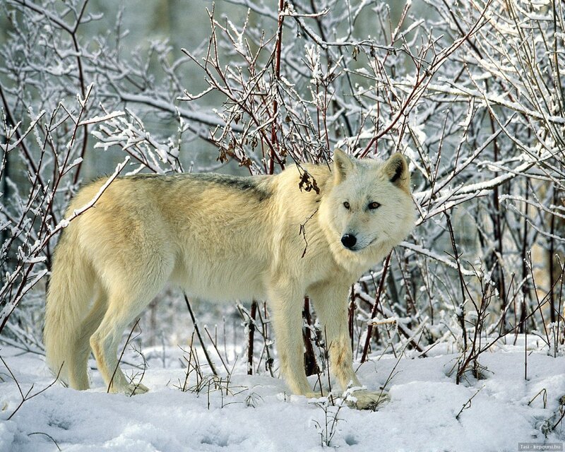 White Wolf in Snow — Calm, Winter, Photograph, Bushes, Forest