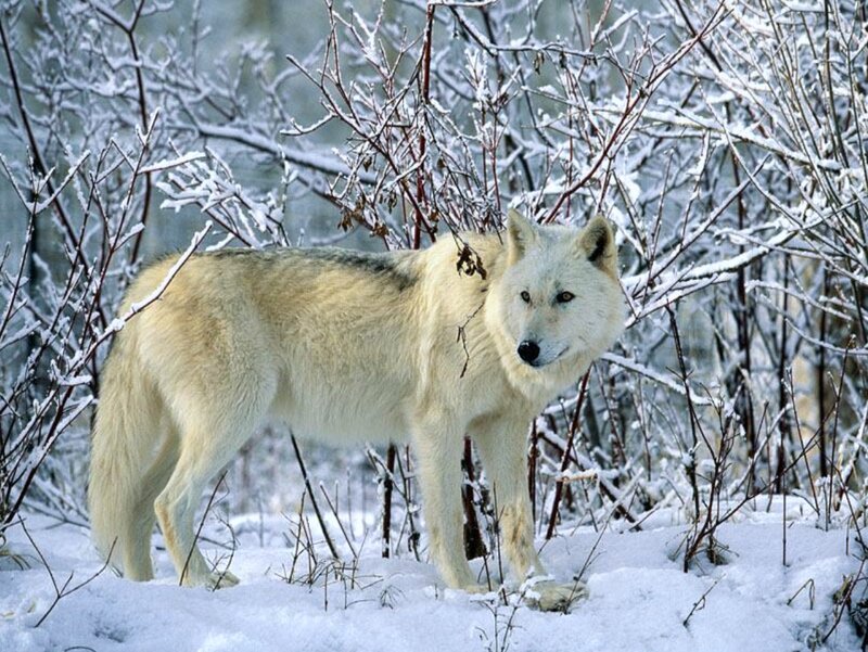 White Wolf in Snow — Calm, Winter, Photograph, Bushes