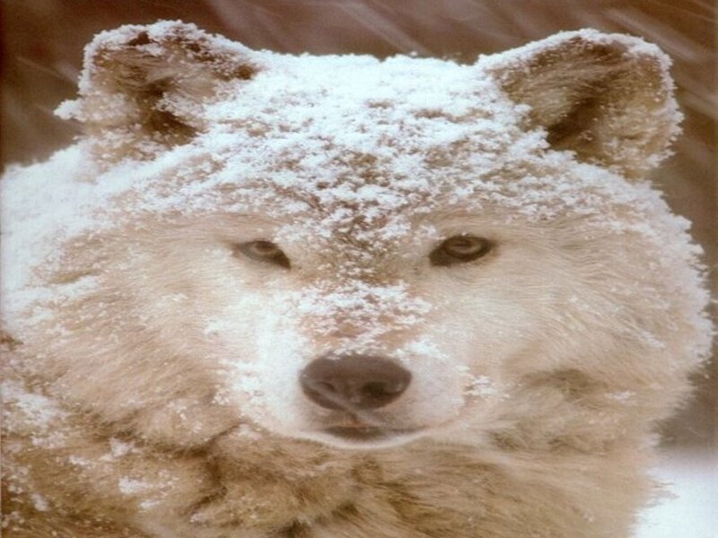 White Wolf in Snow — Calm, Winter, Photograph, Ears