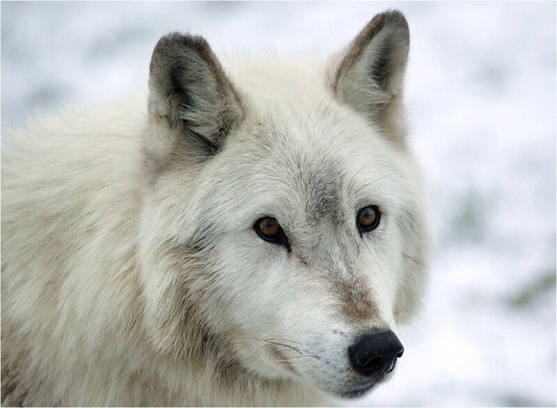 White Wolf in Snow — Calm, Winter, Photograph, Eyes