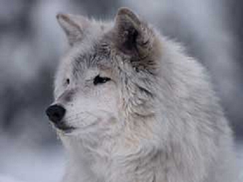 White Wolf in Snow — Calm, Winter, Photograph, Forest